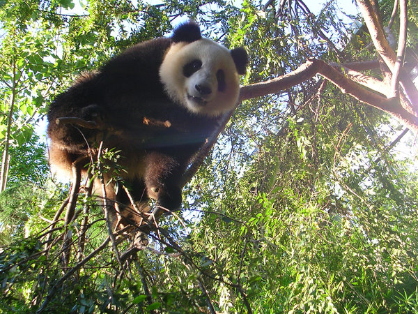 panda