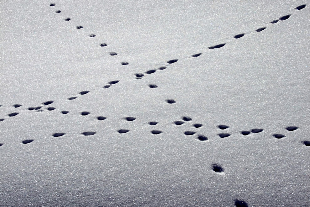 traces