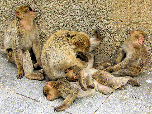 monkeys