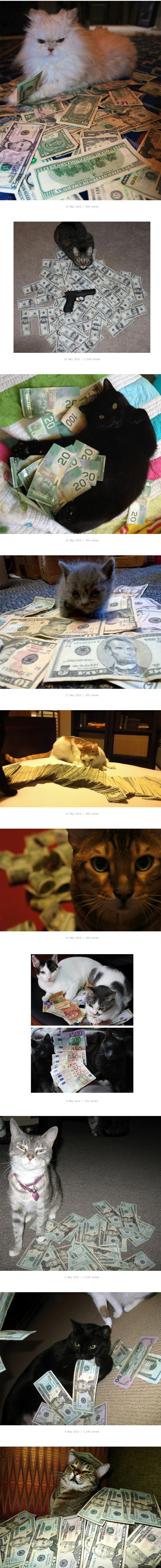 cats